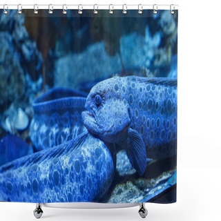 Personality  Blue Wolf Eel (Anarrhichthys Ocellatus). Shower Curtains