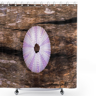 Personality  Sea Urchin Shower Curtains