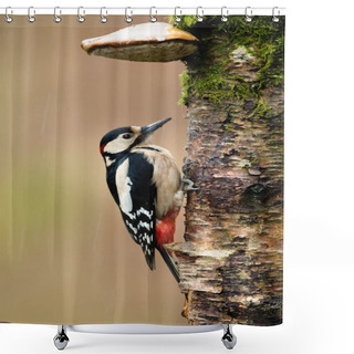 Personality  Great Spotted Woodpecker (Dendrocopos Major) Hiding On A Rainy Day, UK. Shower Curtains