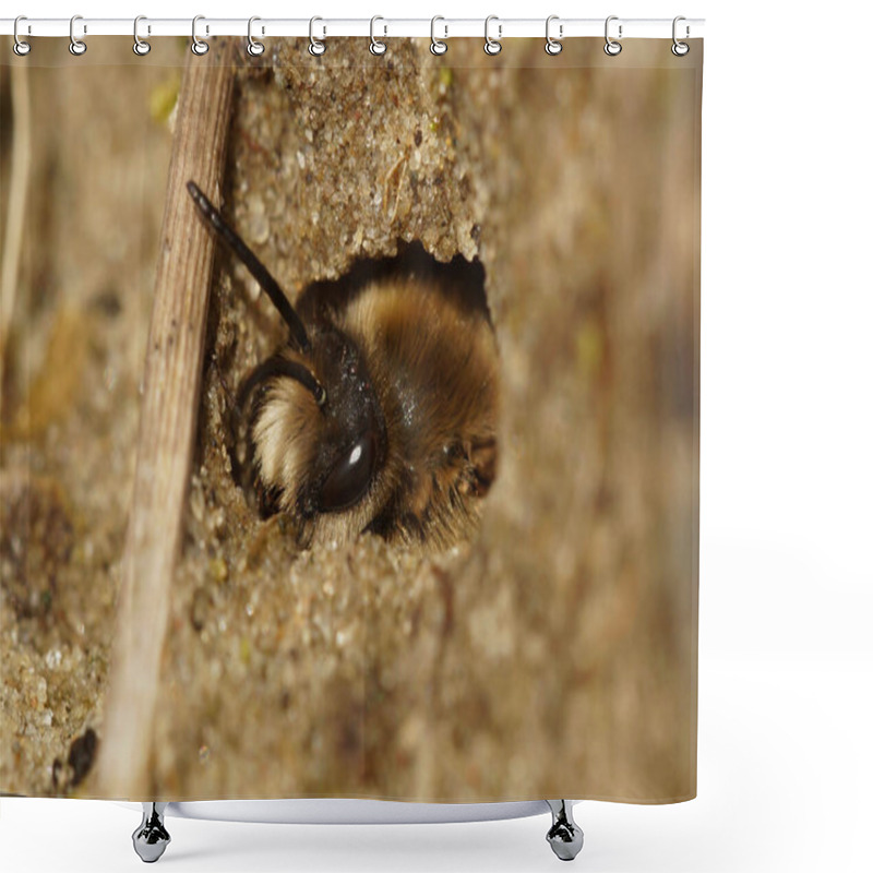 Personality  Natural Closeup On A Male Early Cellophane Bee, Colletes Cunicularius Hiding In It's Underground Nest Shower Curtains