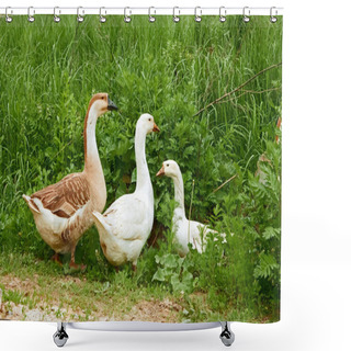 Personality  Geese In The Poultry Yard Shower Curtains