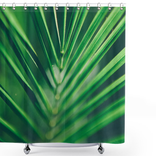 Personality  Palm Tree Leaf - Travel, Exotic And Tropical Backgrounds Styled Concept, Elegant Visuals Shower Curtains