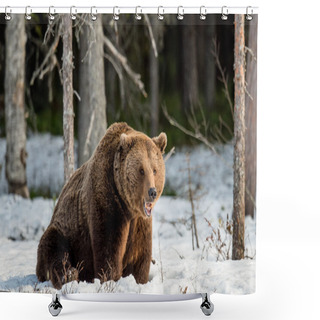 Personality  Brown Bear On Snow-covered Swamp Shower Curtains