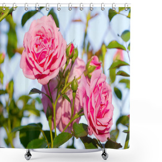Personality  Beautiful Pink Roses Blooming In A Garden Shower Curtains