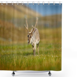 Personality  Wild Animal From Norway. Reindeer, Rangifer Tarandus, With Massive Antlers In The Green Grass And Blue Sky, Svalbard, Norway. Wildlife Scene From North Of Europe. Shower Curtains
