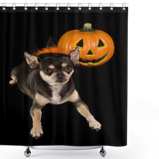 Personality  Halloween Chihuahua Shower Curtains