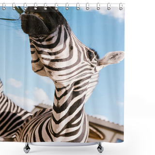 Personality  Low Angle View Of Zebra Muzzle Against Blue Cloudy Sky At Zoo  Shower Curtains