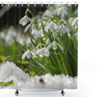 Personality  Snowdrop Blooming In Spring Shower Curtains
