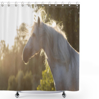 Personality  Beautiful Face Portrait Of A White Spanish Horse Stallion With Long Mane At Sunset Shower Curtains