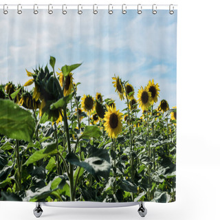 Personality  Selective Focus Of Field With Sunflowers Against Blue Sky  Shower Curtains