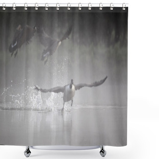 Personality  Canada Goose, Branta Canadensis Shower Curtains