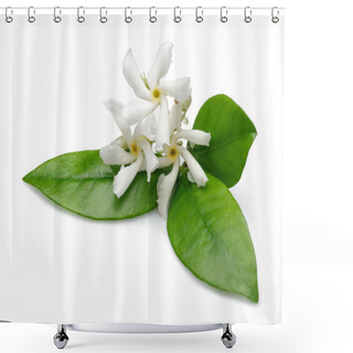 Personality  Star Jasmine Flowers With Leaves Isolated Shower Curtains