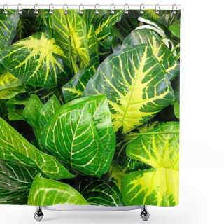 Personality  Closeup Natural View Of Tropical Green Leaves Background Shower Curtains