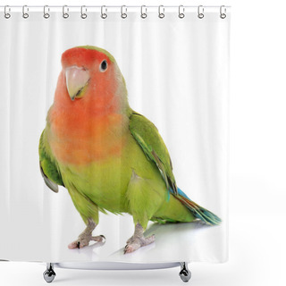 Personality  Peach Faced Lovebird Shower Curtains