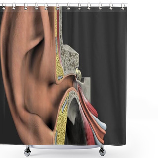 Personality  Anatomy Of Human Ear. Shower Curtains