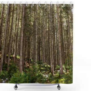 Personality  Snow And Moss On Ground In Coniferous Forest  Shower Curtains