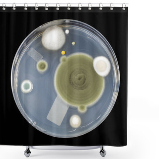 Personality  Colonies Of Mold Fungi Cultivated From Indoor Air Shower Curtains