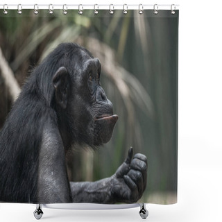 Personality  Portrait Of Funny And Emotional Chimpanzee. Close Up Shower Curtains