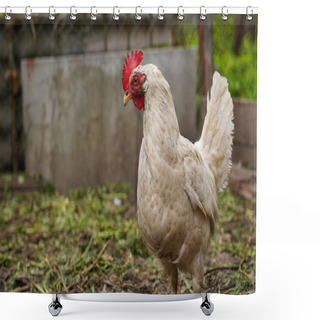 Personality  Chicken Standing On A Rural Garden In The Countryside. Close Up Of A Chicken Standing On A Backyard Shed With Chicken Coop. Free Range Birds Shower Curtains