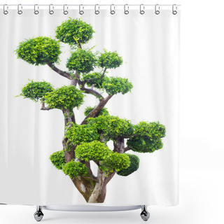 Personality  Bonsai Tree In Garden Isolated On White  Shower Curtains