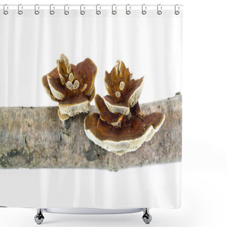 Personality  Mushroom Polypore Shower Curtains