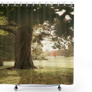Personality  Tree And Fallen Leaves On Grass In Central Park In New York City Shower Curtains