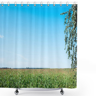 Personality  Corn Field With Green Fresh Leaves Against Blue Sky  Shower Curtains