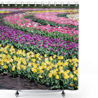 Personality  Selective Focus Of Blooming Colorful Tulips Field Shower Curtains