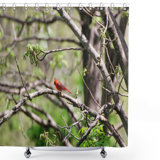 Personality  Male Cardinal - A Burst Of Red Among The Greenery Of Gardens, The Cardinal Is One Of The Prettiest Of Spring Visitors In Ottawa,Ontario,Canada Shower Curtains