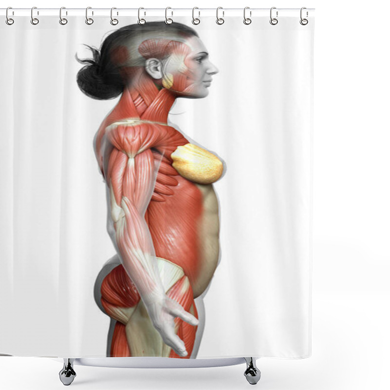 Personality  3d Rendered Medically Accurate Illustration Of A Female Muscle System Shower Curtains