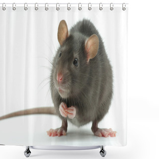 Personality  Rat Shower Curtains