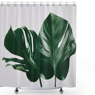 Personality  Beautiful Green Monstera Leaves Isolated On White Shower Curtains