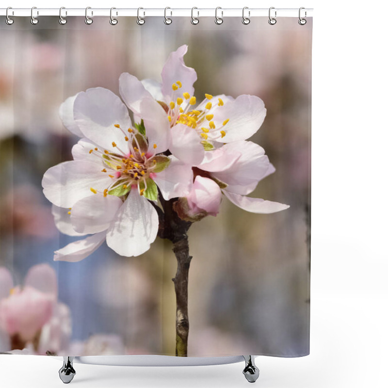 Personality  Photos Of Flowering Apricot Tree And Apricot Flowers Shower Curtains