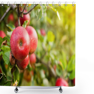 Personality  Ripe Red Apple On Tree Shower Curtains