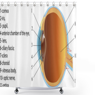 Personality  Structure Of Human Eye (section) Shower Curtains