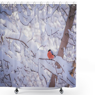 Personality  Reddish Chest Bullfinch On A Snow Winter Day Sitting On A Tree Branch. Shower Curtains