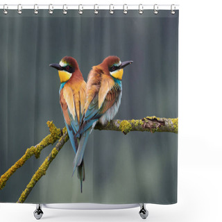 Personality  Two Colorful European Bee-eaters (Merops Apiaster) Perched On A Small Branch. Shower Curtains