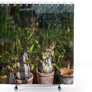 Personality  Selective Focus Of Adenium Plants In Botanical Garden  Shower Curtains