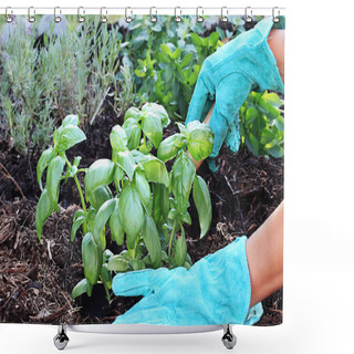 Personality  Planting Basil Shower Curtains