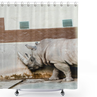 Personality  Rhinoceros Standing Near Aged Wall In Zoo Shower Curtains
