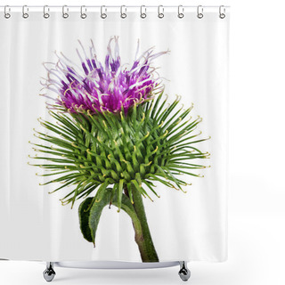 Personality  Cirsium Arvense Flower Isolated On White Background Shower Curtains