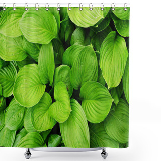 Personality  Hosta Plantain Green In The Garden Shower Curtains
