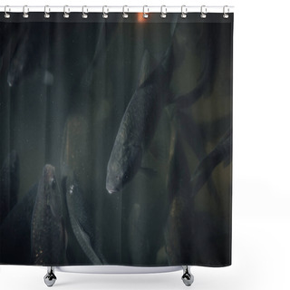 Personality  Close Up View Of Flock Of Black Carps Swimming Underwater Shower Curtains