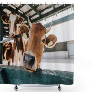 Personality  Close Up Portrait Of Beautiful Brown Cow Standing In Stall At Farm Shower Curtains