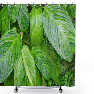 Personality  Close Up Dumb Cane Leaves Or Dieffenbachia, Calathea- Nature Background. Shower Curtains
