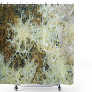 Personality  Upside-down Jellyfish (Cassiopea Andromeda). Shower Curtains