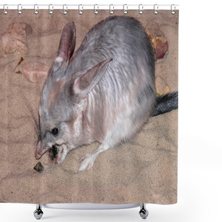 Personality  Australian Bilby Shower Curtains