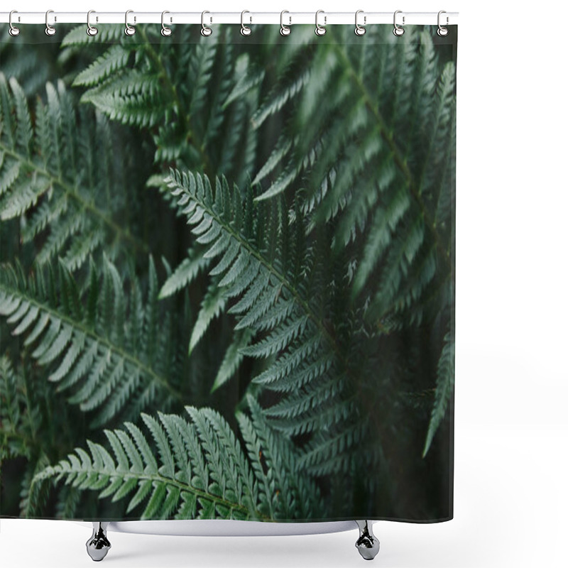 Personality  close up of beautiful dark green ferns leaves in garden shower curtains