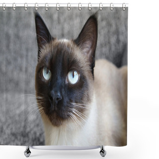Personality  Siamese Cat Shower Curtains