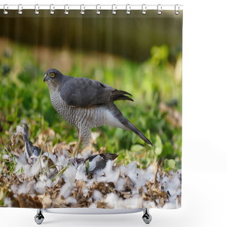 Personality  Eurasian Sparrowhawk, Accipiter Nisus, Single Female On Dead Wood Pigeon, Norfolk, April 2021 Shower Curtains